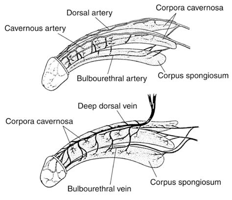 dorsal frenum|More.